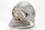 Iridescent Nautilus (Eutrephoceras) w/ Ammonite - South Dakota #209678-1